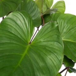 Homalomena (Homalomena Rubescens 'Maggy') D 24 H 80 Cm 5 Homalomena (Homalomena Rubescens 'Maggy') D 24 H 80 Cm -Groene Bloom Winkel 8717263724254 2