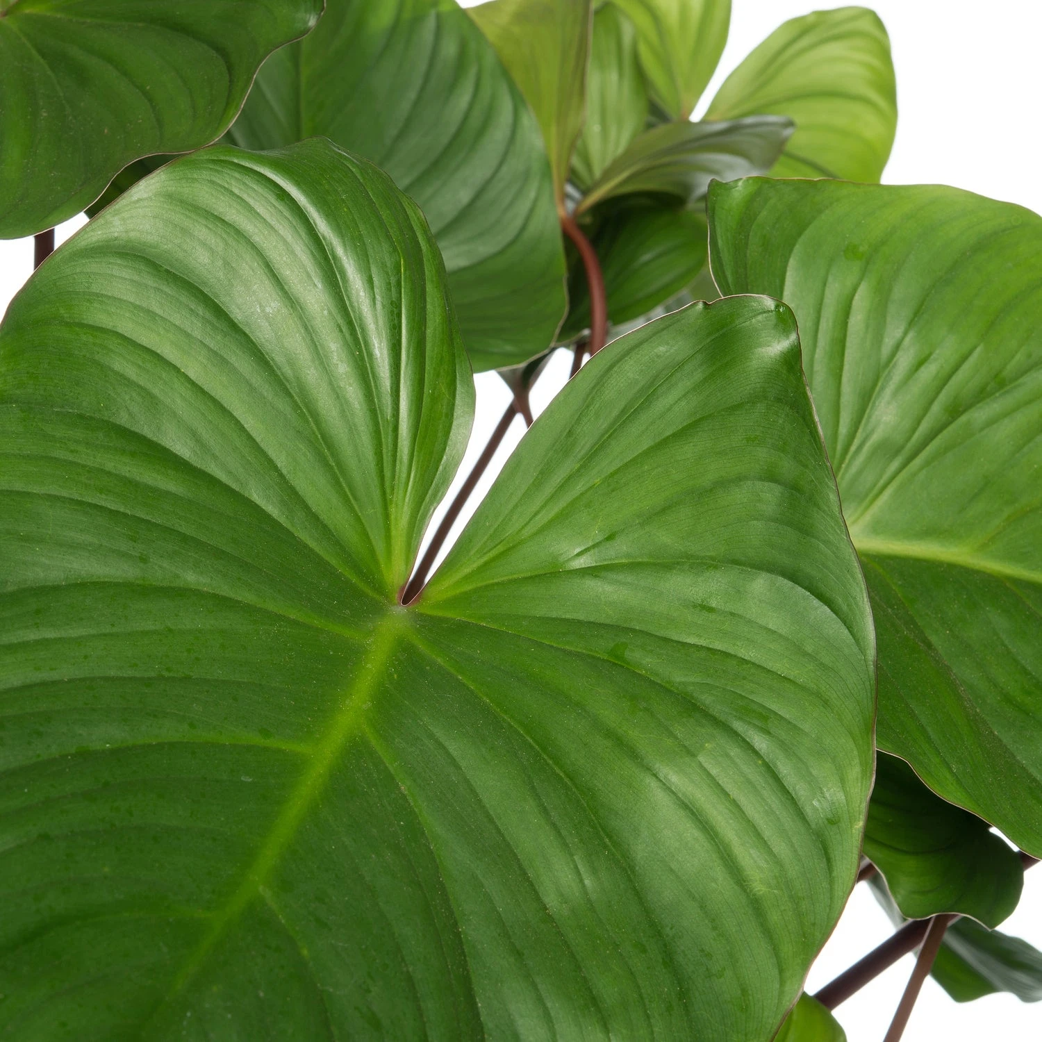 Homalomena (Homalomena Rubescens 'Maggy') D 24 H 80 Cm 4 Homalomena (Homalomena Rubescens 'Maggy') D 24 H 80 Cm - Afbeelding 2