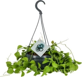 Dubbeltjesplant In Hangpot (Dischidia Imbricata) D 14 H 40 Cm 3 Dubbeltjesplant In Hangpot (Dischidia Imbricata) D 14 H 40 Cm