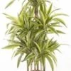 Drakenbloedboom (Dracaena Fragrans (D) 'Lemon Lime') D 31 H 140 Cm 1 Drakenbloedboom (Dracaena Fragrans (D) 'Lemon Lime') D 31 H 140 Cm -Groene Bloom Winkel 8717263725282
