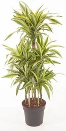 Drakenbloedboom (Dracaena Fragrans (D) 'Lemon Lime') D 31 H 140 Cm 3 Drakenbloedboom (Dracaena Fragrans (D) 'Lemon Lime') D 31 H 140 Cm