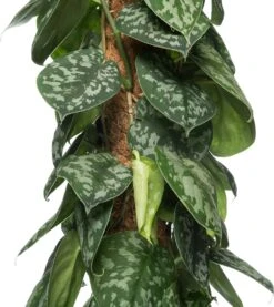 Drakenklimop Met Mosstok (Epipremnum Pictus 'Trebie') D 27 H 150 Cm -Groene Bloom Winkel 8717263725428 1