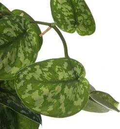 Drakenklimop Met Mosstok (Epipremnum Pictus 'Trebie') D 27 H 150 Cm -Groene Bloom Winkel 8717263725428 2