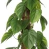 Philodendron (Philodendron Scandens) D 27 H 150 Cm -Groene Bloom Winkel 8717263725510