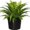 Nestvaren (Asplenium Antiquum) D 37 H 80 Cm -Groene Bloom Winkel 8717263725633