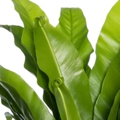 Nestvaren (Asplenium Antiquum) D 37 H 80 Cm -Groene Bloom Winkel 8717263725633 2