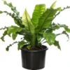 Nestvaren (Asplenium Nidus) D 37 H 80 Cm -Groene Bloom Winkel 8717263725657 1
