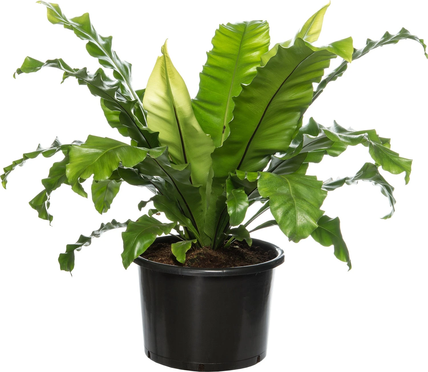 Nestvaren (Asplenium Nidus) D 37 H 80 Cm 3 Nestvaren (Asplenium Nidus) D 37 H 80 Cm
