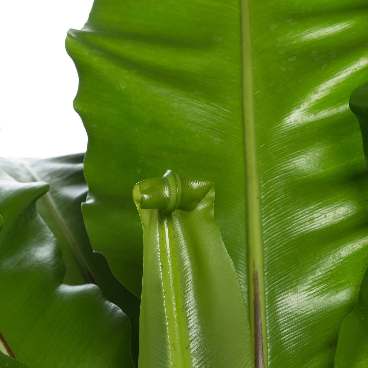 Nestvaren (Asplenium Nidus) D 37 H 80 Cm 4 Nestvaren (Asplenium Nidus) D 37 H 80 Cm - Afbeelding 2