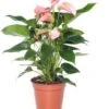 Flamingoplant (Anthurium Andreanum 'Pink Jolie') D 12 H 40 Cm 1 Flamingoplant (Anthurium Andreanum 'Pink Jolie') D 12 H 40 Cm -Groene Bloom Winkel 8717263725701
