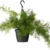 Sierasperge In Hangpot (Asparagus Densiflorus 'Sprengeri') D 19 H 50 Cm 1 Sierasperge In Hangpot (Asparagus Densiflorus 'Sprengeri') D 19 H 50 Cm -Groene Bloom Winkel 8717263725732