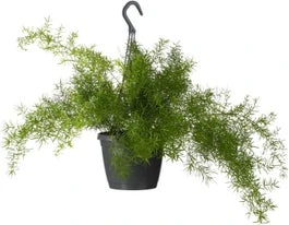Sierasperge In Hangpot (Asparagus Densiflorus 'Sprengeri') D 19 H 50 Cm 3 Sierasperge In Hangpot (Asparagus Densiflorus 'Sprengeri') D 19 H 50 Cm