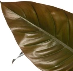 Philodendron (Philodendron 'Imperial Red') D 24 H 65 Cm -Groene Bloom Winkel 8717263725824 2