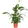 Lepelplant (Spathiphyllum 'Bingo Cupido') D 19 H 80 Cm 2 Lepelplant (Spathiphyllum 'Bingo Cupido') D 19 H 80 Cm -Groene Bloom Winkel 8717263760962