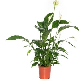 Lepelplant (Spathiphyllum 'Bingo Cupido') D 19 H 80 Cm 3 Lepelplant (Spathiphyllum 'Bingo Cupido') D 19 H 80 Cm