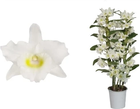 Bamboe Orchidee (Dendrobium Nobile 'Apollon') 2 Tak, D 12 H 50 Cm 3 Bamboe Orchidee (Dendrobium Nobile 'Apollon') 2 Tak, D 12 H 50 Cm