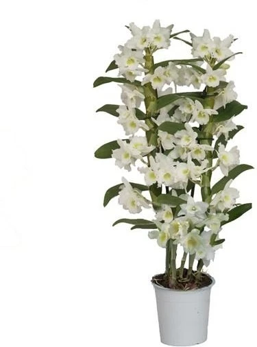 Bamboe Orchidee (Dendrobium Nobile 'Apollon') 2 Tak, D 12 H 50 Cm 4 Bamboe Orchidee (Dendrobium Nobile 'Apollon') 2 Tak, D 12 H 50 Cm - Afbeelding 2