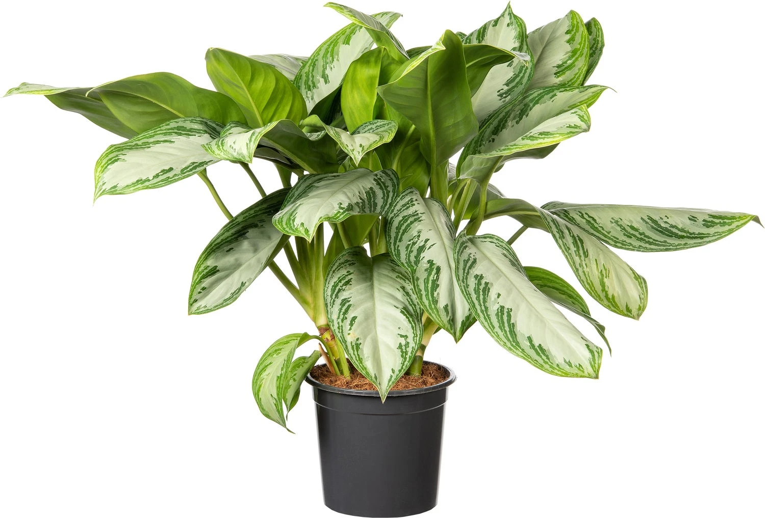 Aglaonema (Aglaonema 'Silver Bay') D 21 H 55 Cm 3 Aglaonema (Aglaonema 'Silver Bay') D 21 H 55 Cm
