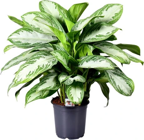 Aglaonema (Aglaonema 'Silver Bay') D 21 H 55 Cm 4 Aglaonema (Aglaonema 'Silver Bay') D 21 H 55 Cm - Afbeelding 2