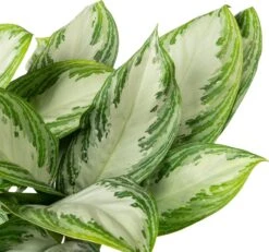 Aglaonema (Aglaonema 'Silver Bay') D 21 H 55 Cm 7 Aglaonema (Aglaonema 'Silver Bay') D 21 H 55 Cm -Groene Bloom Winkel 8717263761587 2