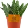 Aloë (Aloe 'Paradisicum') D 10,5 H 15 Cm 1 Aloë (Aloe 'Paradisicum') D 10,5 H 15 Cm -Groene Bloom Winkel 8717263761785