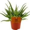 Spinnenplant (Aloe 'Spider') D 10,5 H 15 Cm 2 Spinnenplant (Aloe 'Spider') D 10,5 H 15 Cm -Groene Bloom Winkel 8717263761792