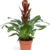 Vriesea (Vriesea 'Vogue') D 12 H 40 Cm 2 Vriesea (Vriesea 'Vogue') D 12 H 40 Cm -Groene Bloom Winkel 8717263762058