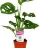 Gatenplant (Monstera 'Monkey Mask') D 5,5 H 25 Cm 1 Gatenplant (Monstera 'Monkey Mask') D 5,5 H 25 Cm -Groene Bloom Winkel 8717263762164