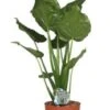 Olifantsoor (Alocasia Cucullata) D 24 H 100 Cm 1 Olifantsoor (Alocasia Cucullata) D 24 H 100 Cm -Groene Bloom Winkel 8717263762270