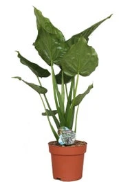 Olifantsoor (Alocasia Cucullata) D 24 H 100 Cm 3 Olifantsoor (Alocasia Cucullata) D 24 H 100 Cm