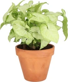 Syngonium (Syngonium 'White Butterfly') D 14 H 25 Cm