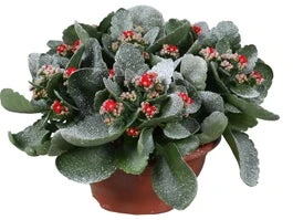 Kalanchoë (Kalanchoe Blossfeldiana 'Tiger') D 23 H 25 Cm 3 Kalanchoë (Kalanchoe Blossfeldiana 'Tiger') D 23 H 25 Cm