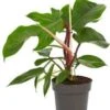 Philodendron (Philodendron Squamiferum) D 14 H 40 Cm -Groene Bloom Winkel 8717263762966