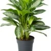 Aglaonema (Aglaonema 'Silver Bay') D 24 H 65 Cm 1 Aglaonema (Aglaonema 'Silver Bay') D 24 H 65 Cm -Groene Bloom Winkel 8717263763055 0
