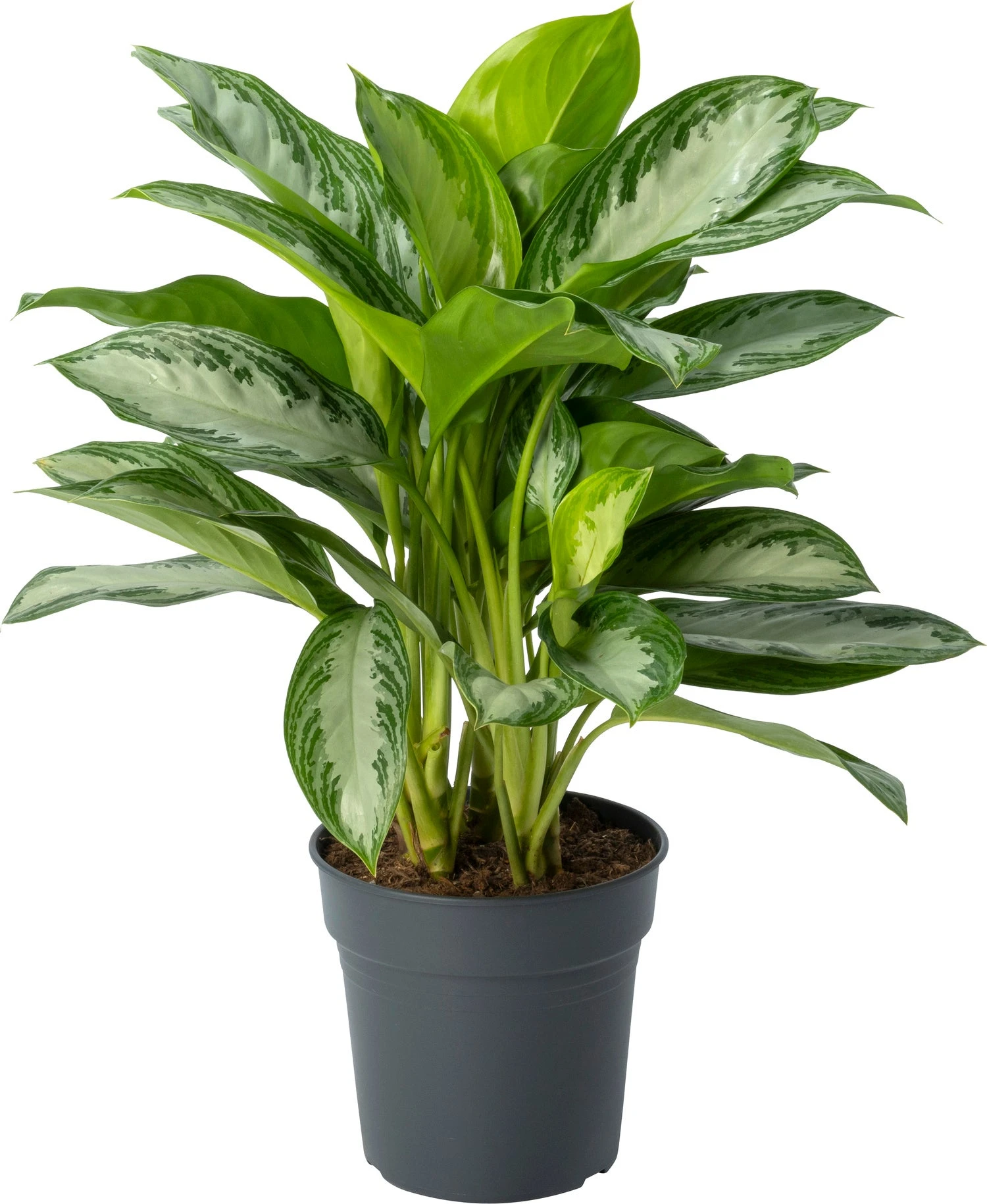Aglaonema (Aglaonema 'Silver Bay') D 24 H 65 Cm 3 Aglaonema (Aglaonema 'Silver Bay') D 24 H 65 Cm