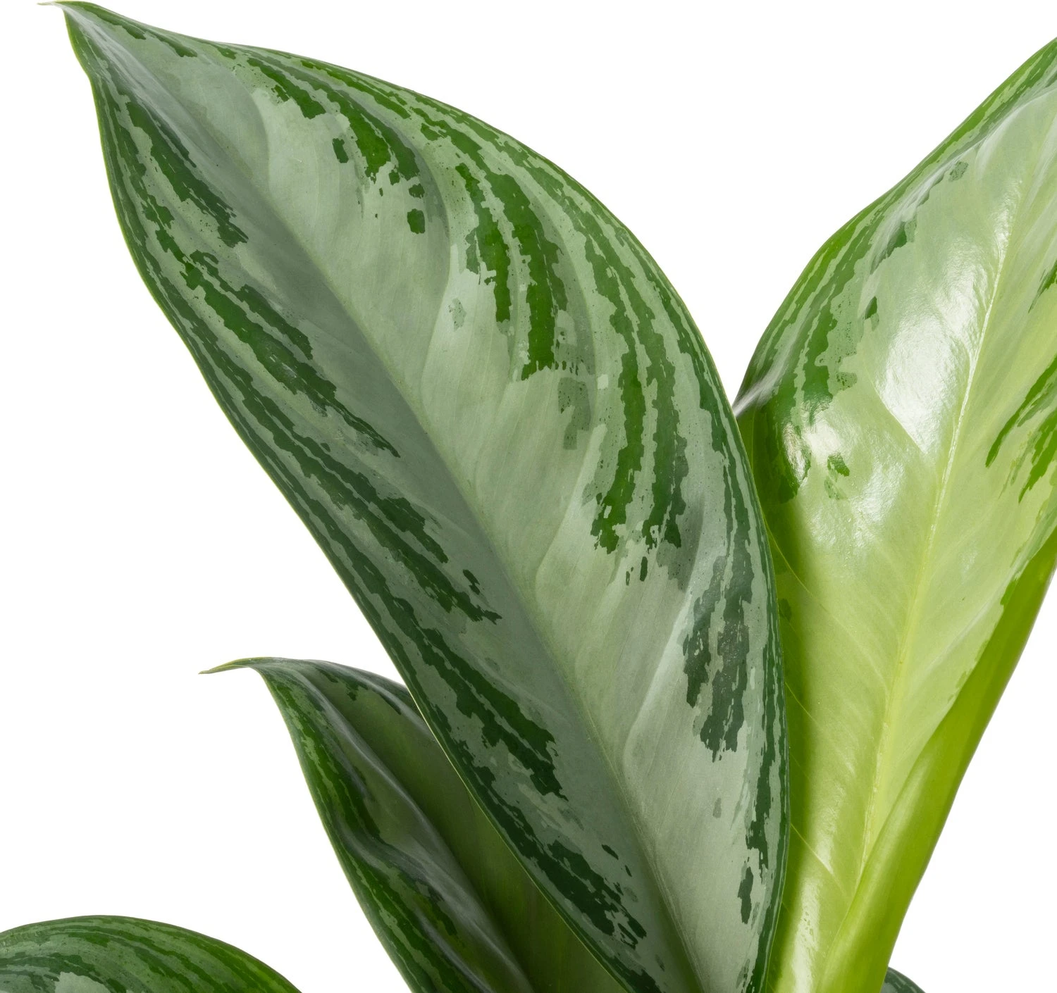 Aglaonema (Aglaonema 'Silver Bay') D 24 H 65 Cm 4 Aglaonema (Aglaonema 'Silver Bay') D 24 H 65 Cm - Afbeelding 2