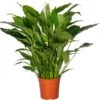 Lepelplant (Spathiphyllum 'Sweet Sebastiano') D 27 H 140 Cm 1 Lepelplant (Spathiphyllum 'Sweet Sebastiano') D 27 H 140 Cm -Groene Bloom Winkel 8717263763116