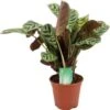 Gebedsplant (Ctenanthe Amagris 'Burle Marxie') D 14 H 25 Cm -Groene Bloom Winkel 8717263763123 1
