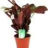 Gebedsplant (Ctenanthe Amagris) D 14 H 25 Cm -Groene Bloom Winkel 8717263763130 1