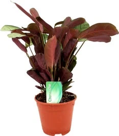 Gebedsplant (Ctenanthe Amagris) D 14 H 25 Cm 3 Gebedsplant (Ctenanthe Amagris) D 14 H 25 Cm