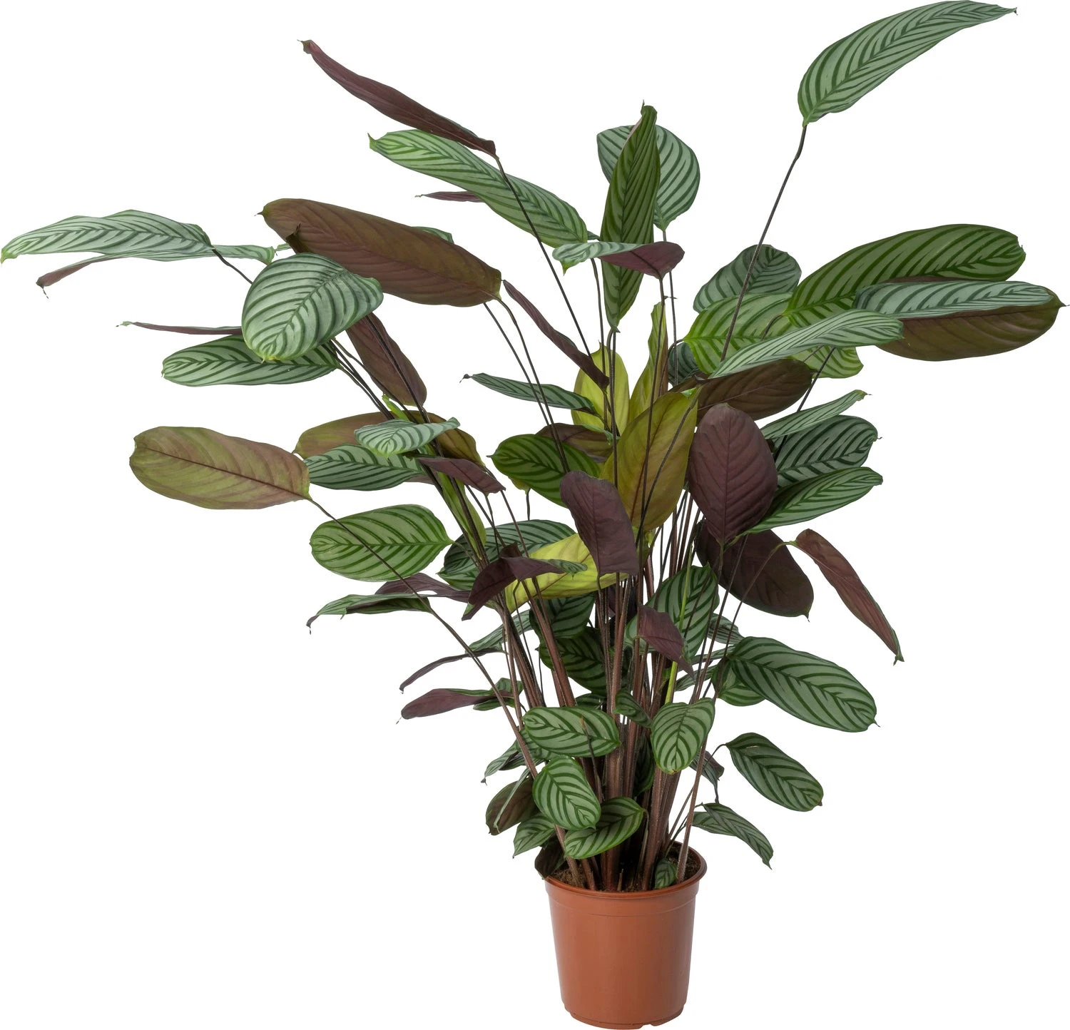 Ctenanthe (Ctenanthe Oppenheimiana) D 24 H 130 Cm 3 Ctenanthe (Ctenanthe Oppenheimiana) D 24 H 130 Cm