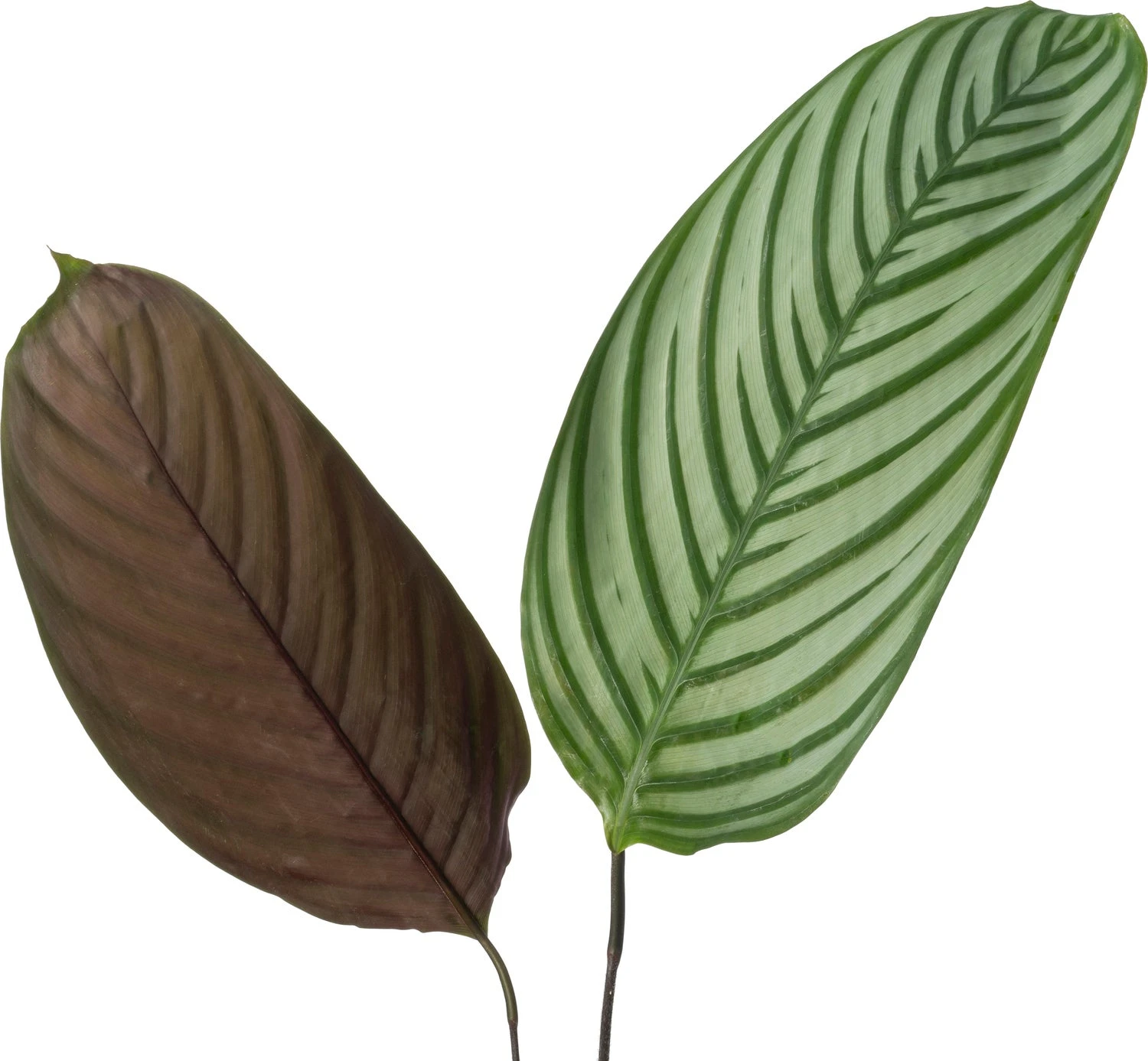 Ctenanthe (Ctenanthe Oppenheimiana) D 24 H 130 Cm 4 Ctenanthe (Ctenanthe Oppenheimiana) D 24 H 130 Cm - Afbeelding 2