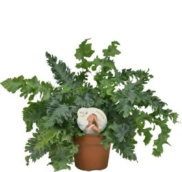 Blauwvaren (Phlebodium Aureum 'Davana') D 12 H 35 Cm 3 Blauwvaren (Phlebodium Aureum 'Davana') D 12 H 35 Cm