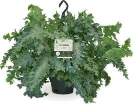 Blauwvaren In Hangpot (Phlebodium Aureum 'Davana') D 20 H 50 Cm 3 Blauwvaren In Hangpot (Phlebodium Aureum 'Davana') D 20 H 50 Cm