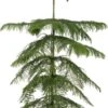 Kamerden (Araucaria Heterophylla) D 14 H 60 Cm -Groene Bloom Winkel 8717263763512