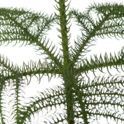 Kamerden (Araucaria Heterophylla) D 14 H 60 Cm -Groene Bloom Winkel 8717263763512 2