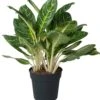 Aglaonema (Aglaonema 'Key Lime' ) D 27 H 80 Cm 1 Aglaonema (Aglaonema 'Key Lime' ) D 27 H 80 Cm -Groene Bloom Winkel 8717263764304