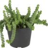 Crassula (Crassula 'Hottentot') D 11 H 15 Cm 2 Crassula (Crassula 'Hottentot') D 11 H 15 Cm -Groene Bloom Winkel 8717263764656