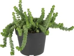 Crassula (Crassula 'Hottentot') D 11 H 15 Cm