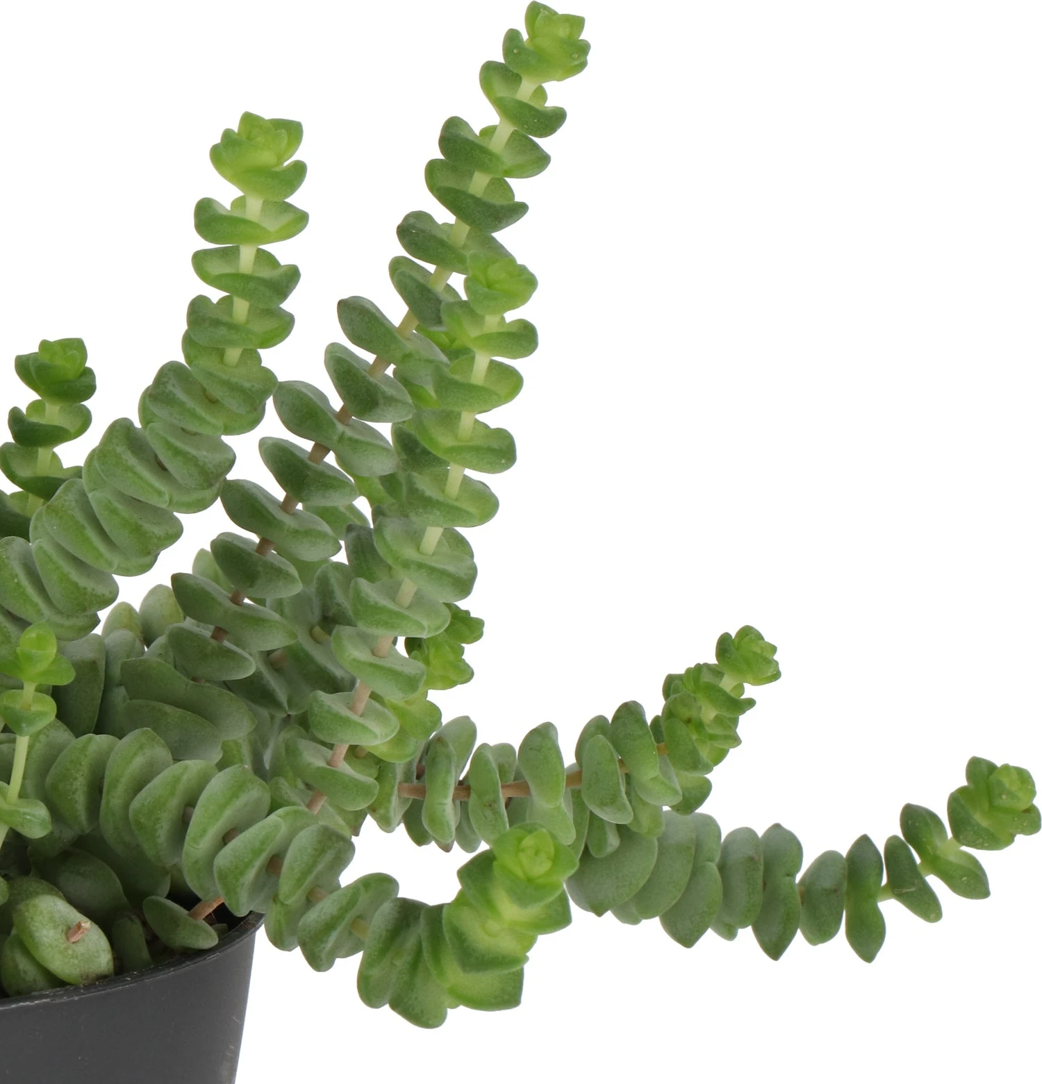 Crassula (Crassula 'Hottentot') D 11 H 15 Cm 4 Crassula (Crassula 'Hottentot') D 11 H 15 Cm - Afbeelding 2